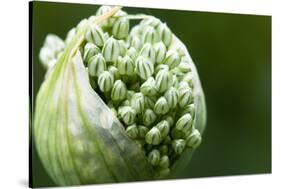 Budding Onion (Allium Cepa)-Matt Freedman-Stretched Canvas