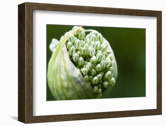 Budding Onion (Allium Cepa)-Matt Freedman-Framed Photographic Print