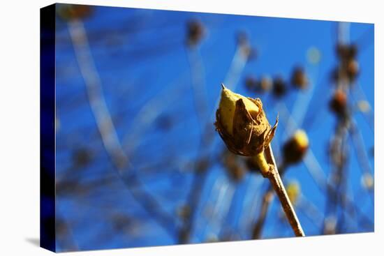 Budding Plant-null-Stretched Canvas