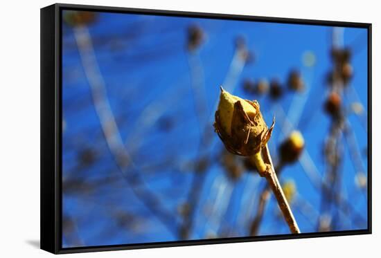 Budding Plant-null-Framed Stretched Canvas