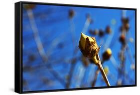 Budding Plant-null-Framed Stretched Canvas