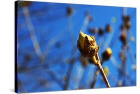 Budding Plant-null-Stretched Canvas