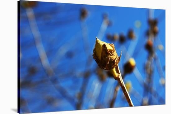 Budding Plant-null-Stretched Canvas