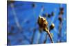 Budding Plant-null-Stretched Canvas