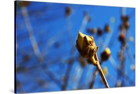 Budding Plant-null-Stretched Canvas