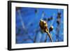 Budding Plant-null-Framed Photo