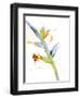 Budding-Sheila Golden-Framed Art Print