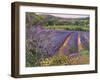 Buddleia and Lavender Field, Montclus, 1993-Timothy Easton-Framed Giclee Print