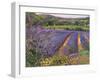 Buddleia and Lavender Field, Montclus, 1993-Timothy Easton-Framed Giclee Print