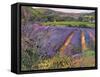Buddleia and Lavender Field, Montclus, 1993-Timothy Easton-Framed Stretched Canvas