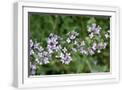 White Frame
