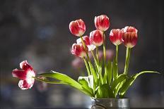 A Vase of Red and White Tulips Sitting in a Window in the Sunshine-Buddy Mays-Photographic Print