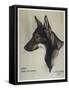 Buddy Seeing Eye-null-Framed Stretched Canvas