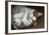 Buddy The House Cat 1-Anthony Paladino-Framed Giclee Print