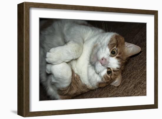 Buddy The House Cat 1-Anthony Paladino-Framed Giclee Print