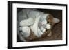 Buddy The House Cat 1-Anthony Paladino-Framed Giclee Print