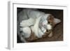 Buddy The House Cat 1-Anthony Paladino-Framed Giclee Print