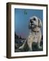 Buddy-Greg Farrugia-Framed Giclee Print