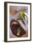 Budgerigar Adult Sitting on a Hollow Eucalypt-null-Framed Photographic Print