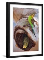 Budgerigar Adult Sitting on a Hollow Eucalypt-null-Framed Photographic Print