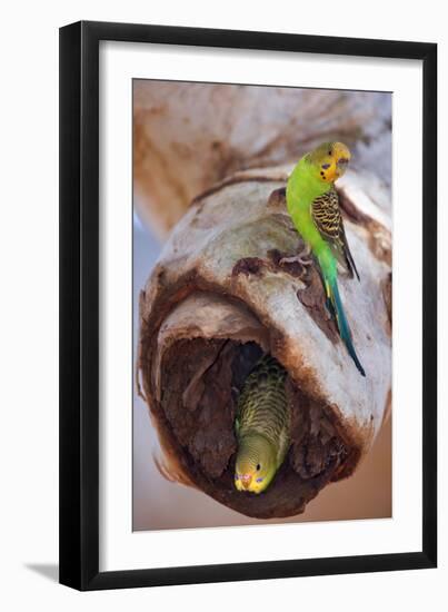 Budgerigar Adult Sitting on a Hollow Eucalypt-null-Framed Photographic Print