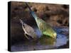 Budgerigar and Zebra Finch (Taeniopygia Guttata)-null-Stretched Canvas