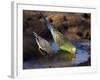 Budgerigar and Zebra Finch (Taeniopygia Guttata)-null-Framed Photographic Print