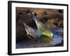 Budgerigar and Zebra Finch (Taeniopygia Guttata)-null-Framed Photographic Print