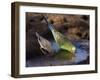 Budgerigar and Zebra Finch (Taeniopygia Guttata)-null-Framed Photographic Print