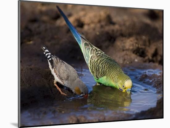 Budgerigar and Zebra Finch (Taeniopygia Guttata)-null-Mounted Photographic Print