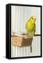 Budgerigar in Cage with Seeds-null-Framed Stretched Canvas