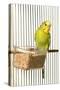 Budgerigar in Cage with Seeds-null-Stretched Canvas