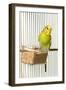 Budgerigar in Cage with Seeds-null-Framed Photographic Print