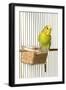 Budgerigar in Cage with Seeds-null-Framed Photographic Print