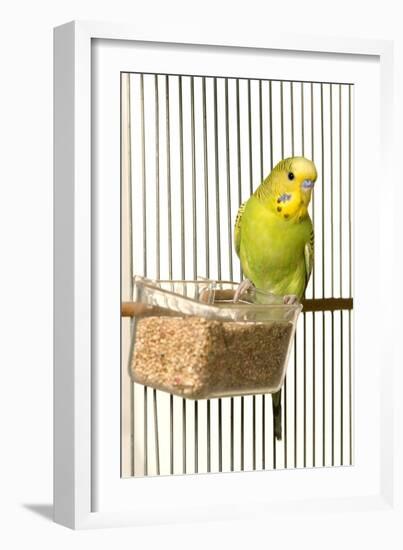 Budgerigar in Cage with Seeds-null-Framed Photographic Print