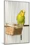 Budgerigar in Cage with Seeds-null-Mounted Photographic Print