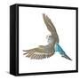 Budgerigar in Flight-null-Framed Stretched Canvas