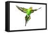 Budgerigar in Flight-null-Framed Stretched Canvas