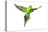 Budgerigar in Flight-null-Stretched Canvas