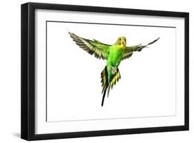 Budgerigar in Flight-null-Framed Photographic Print