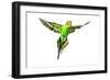 Budgerigar in Flight-null-Framed Photographic Print