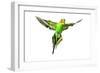 Budgerigar in Flight-null-Framed Photographic Print