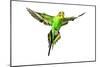 Budgerigar in Flight-null-Mounted Photographic Print