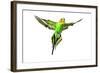 Budgerigar in Flight-null-Framed Photographic Print