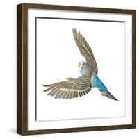 Budgerigar in Flight-null-Framed Photographic Print