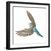 Budgerigar in Flight-null-Framed Photographic Print