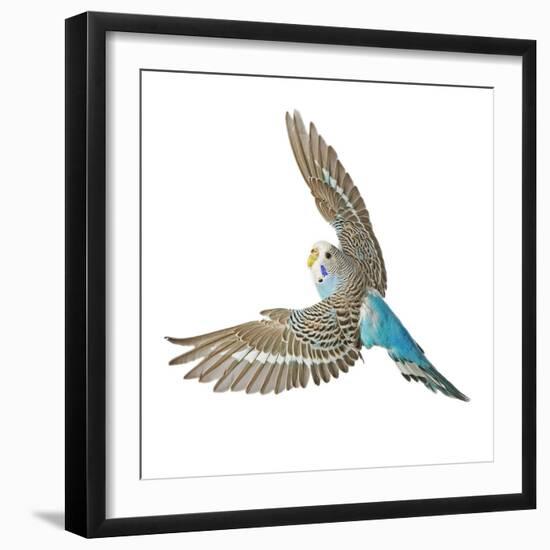 Budgerigar in Flight-null-Framed Photographic Print