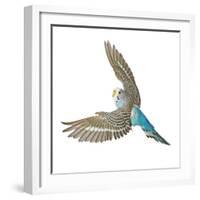 Budgerigar in Flight-null-Framed Photographic Print