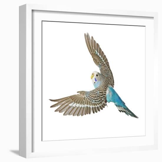 Budgerigar in Flight-null-Framed Photographic Print