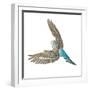 Budgerigar in Flight-null-Framed Photographic Print